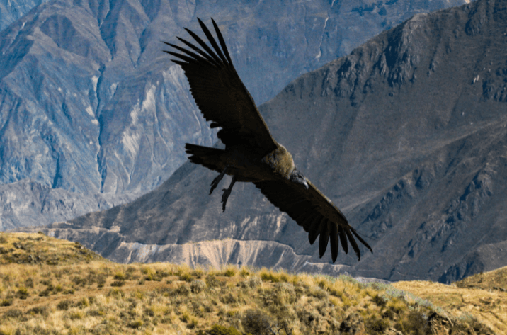 condor optie strategie