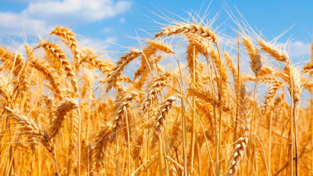beleggen in tarwe en graan